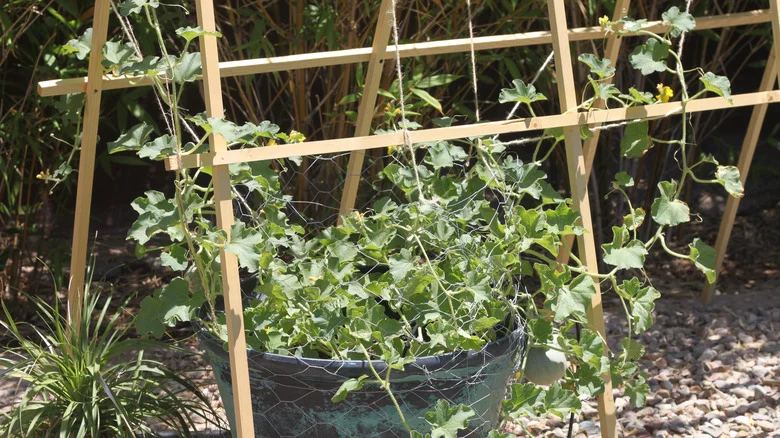Save Garden Space By Growing Your Melons Vertically With This Pantyhose Hack