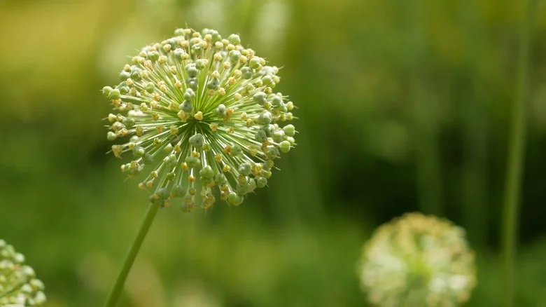 Save Money On Expensive Alliums By Collecting Their Seeds. Here’s How