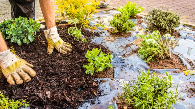 Save Money On Ground-Cover Planting With An Unexpected Closet Staple