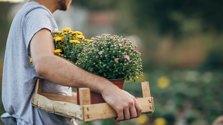 Save Money On Your Flower Planters With This Clever Division Hack