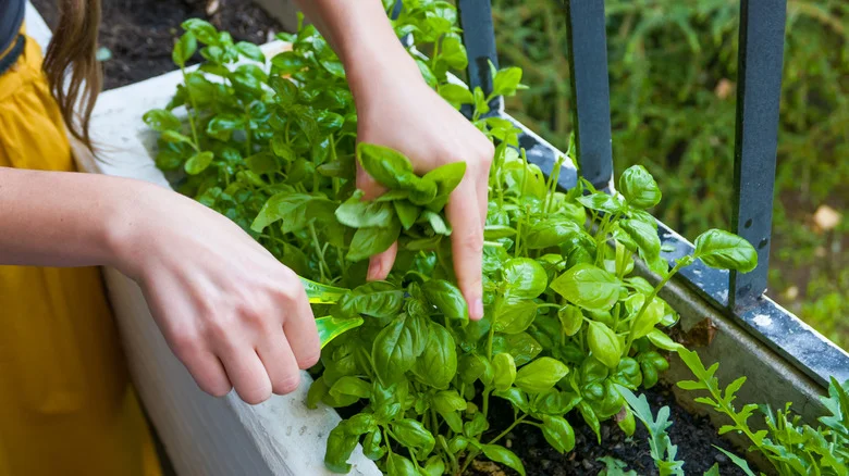 Save Money With This Ice Cube Tray Gardening Hack