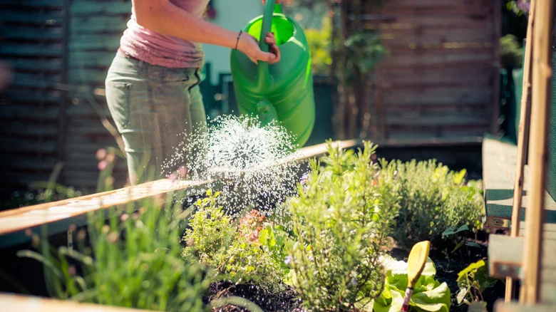 Save Time And Water With TikTok’s Ingenious Gardening Solution