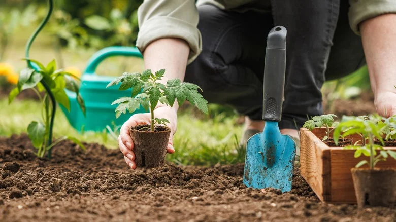 Save Tomato Plants From Bugs With A Genius Nighttime Gardening Hack