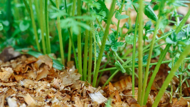 Save Workshop Wood Shavings To Help Your Garden Thrive