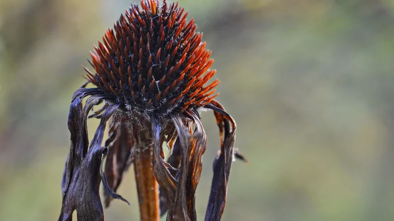 Save Your Coneflowers From A Premature Death By Looking Out For This