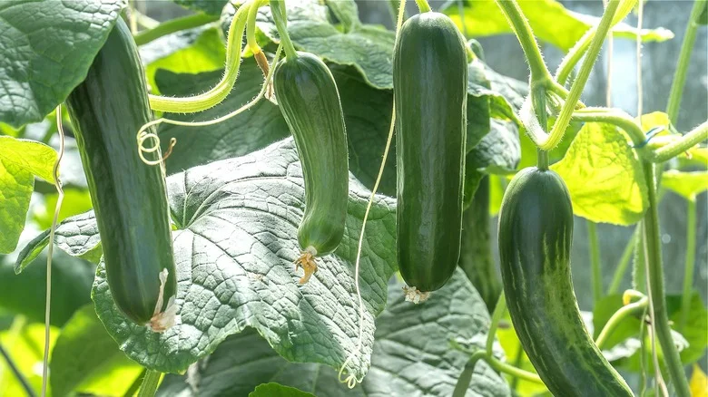 Save Your Cucumbers From Curling With These Tips & Tricks