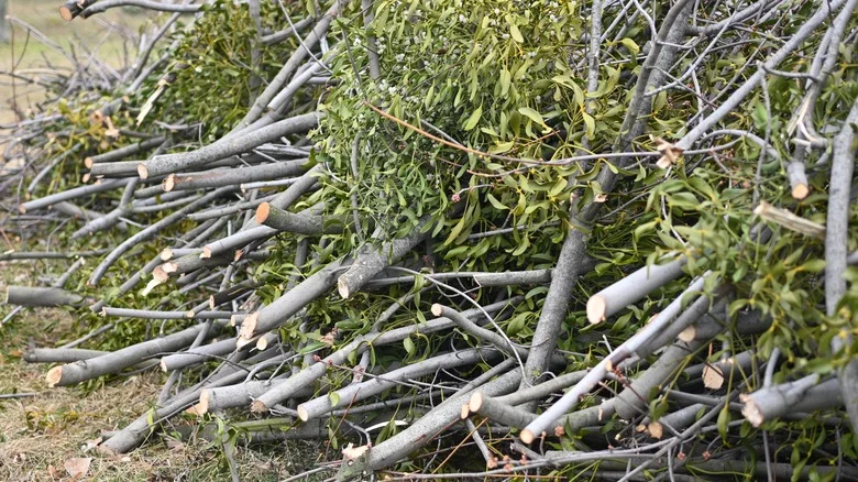Save Your Tree Trimmings To Make New Garden Beds Using An Easy, Natural Method
