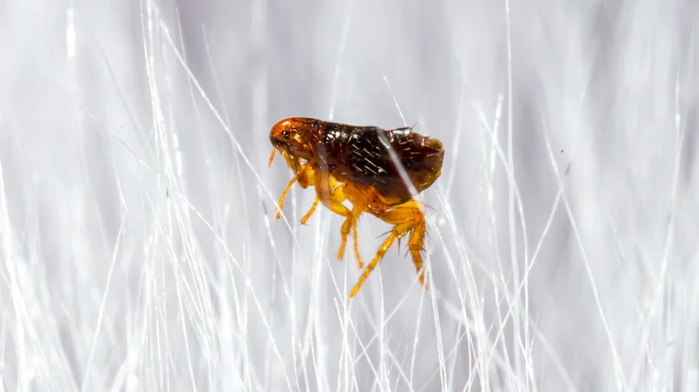 Say Goodbye To Fleas With The Help Of One Sweet-Smelling Herb