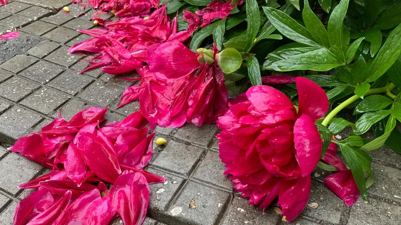 Say Goodbye To Floppy Peonies With A Gardening Hack That’s Practically Free