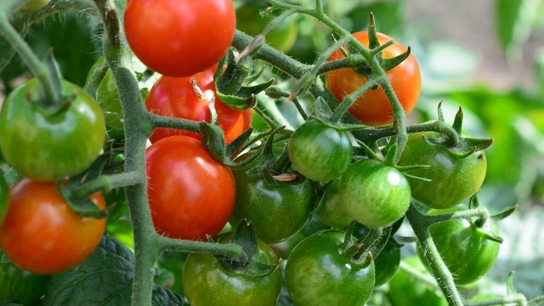 Say Goodbye To Floppy Plant Vines With A Tomato Cage Solution That Only Takes Minutes