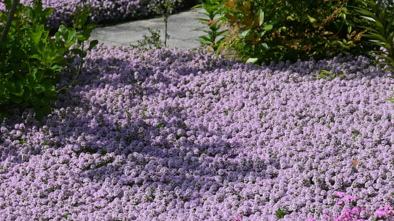 Say Goodbye To Grass: The Fragrant Alternative That Also Attracts Pollinators