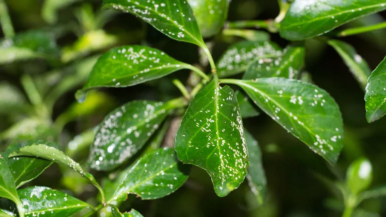 Say Goodbye To Mealybugs With The Help Of A Few Kitchen Ingredients