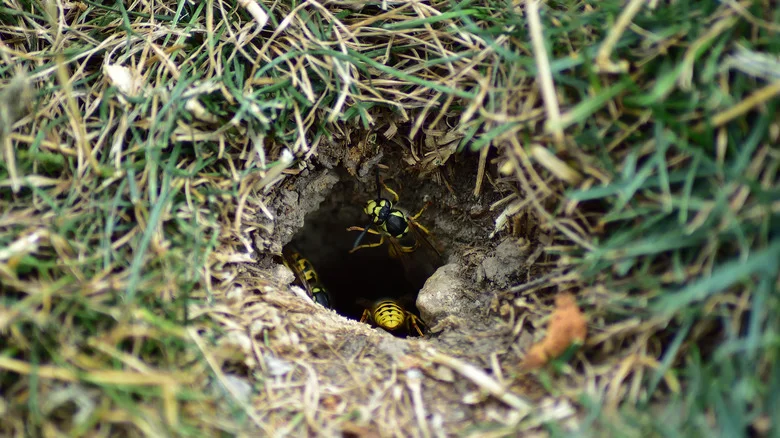 Say Goodbye To Pesky Ground Wasps With These Essential Tips And Tricks