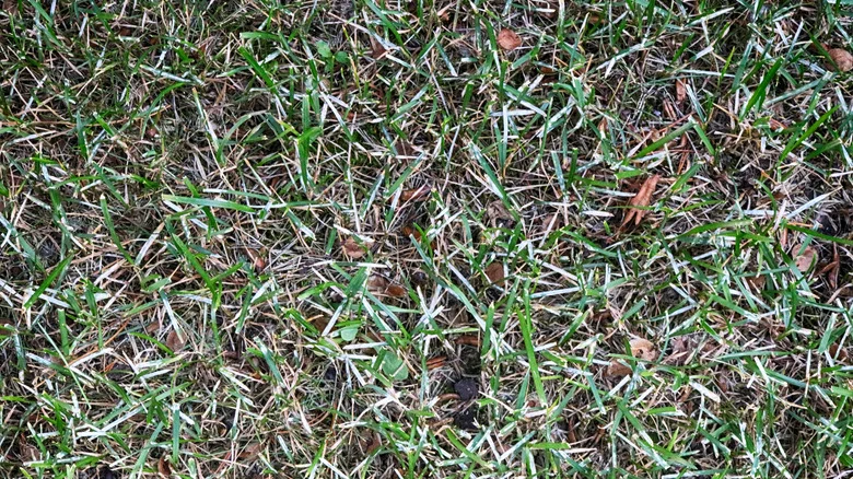Say Goodbye To Powdery Mildew In Your Grass With A Common Pantry Ingredient