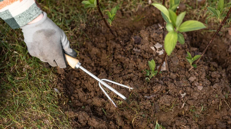 Say Goodbye To Sandy Soil Issues With A Hardy Ground Cover Solution