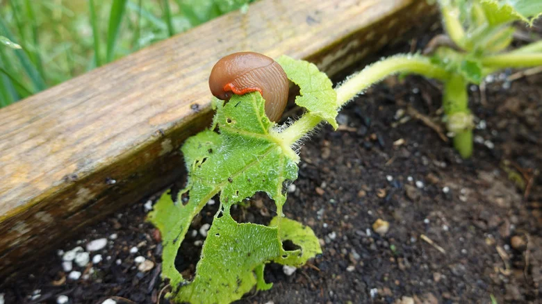 Say Goodbye To Slugs In Your Yard With 13 Organic Methods