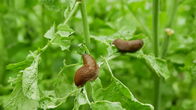 Say Goodbye To Slugs With The Help Of One Household Essential You Already Have