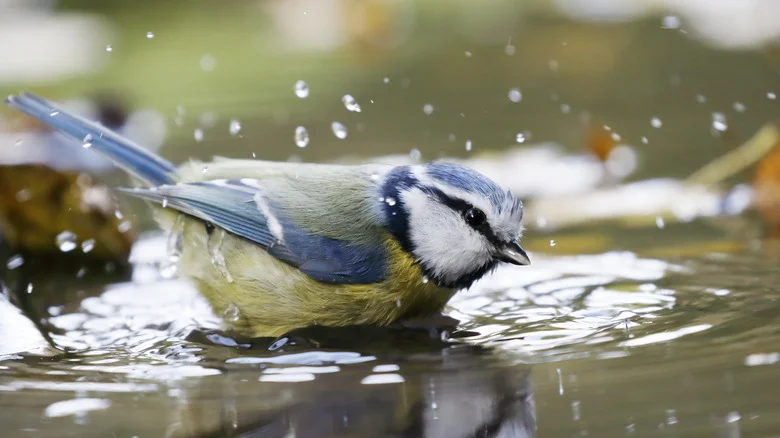 Say Goodbye To Traditional Bird Baths: There’s A Target Find That Doubles As Garden Decor
