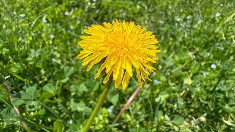 Say Goodbye To Unwanted Dandelions With A Simple Ingredient