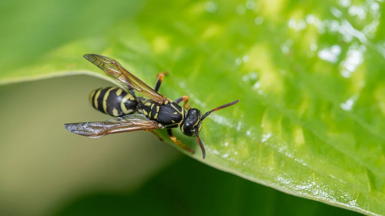 Say Goodbye To Wasps With An Herb They Can’t Stand