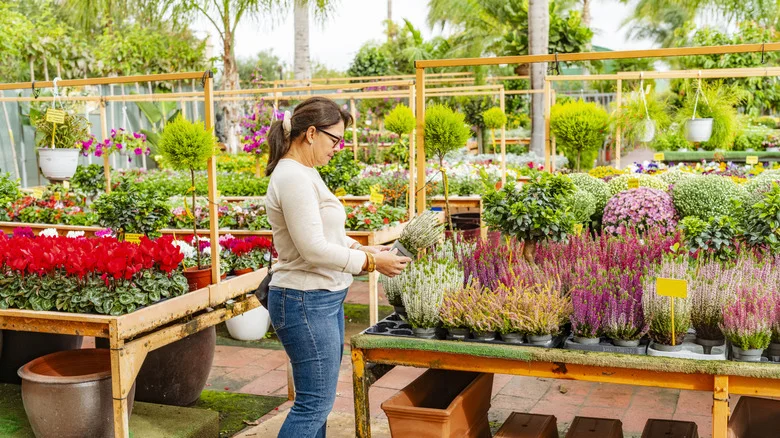 Say Goodbye To Wasps With Herbs They Can’t Stand