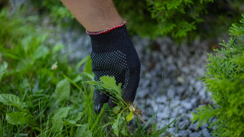 Say Goodbye To Weeds Without Killing Your Grass With One Simple, Natural Solution