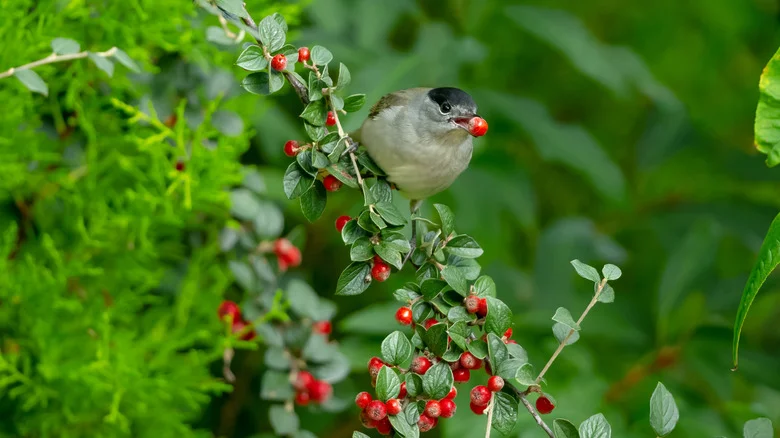 Scare Birds Away From Seedlings With A Simple Dollar Tree Garden Hack