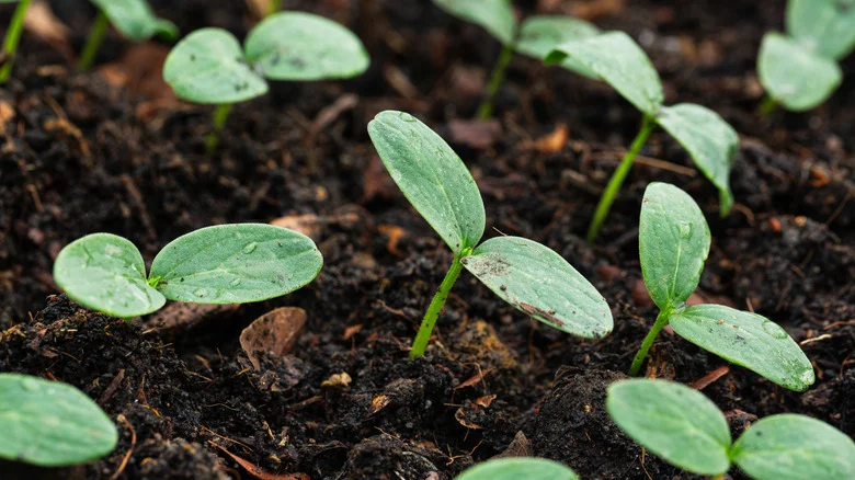 Seed Starting Kits For Your Garden – Are They Worth The Price?