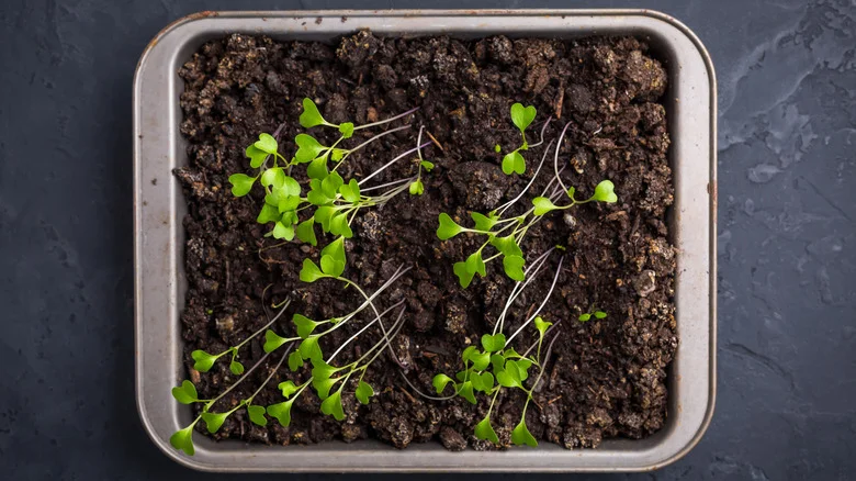 Seedlings Most Prone To Legginess That You Need To Keep An Eye On When Growing