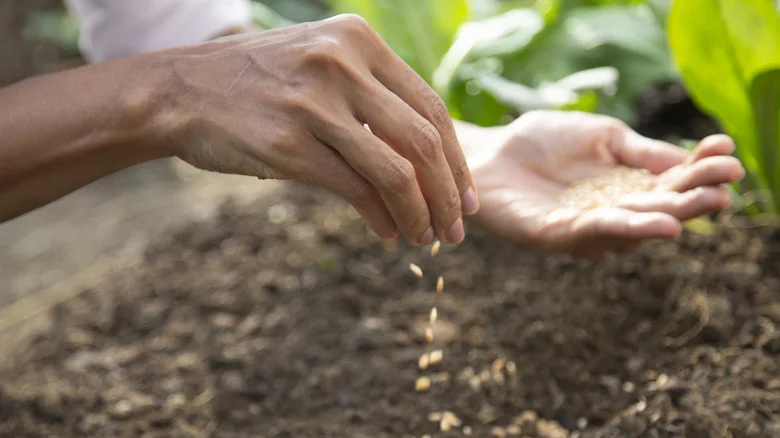 Seeds That You Should Buy For Unique Color Varieties In Your Garden