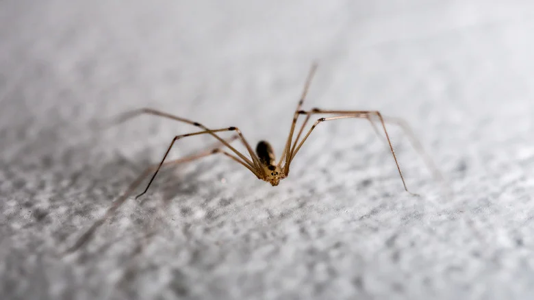 Send Spiders Running From Your Basement With This Earthy Scent