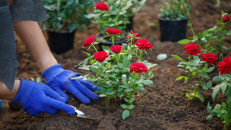 Serious Mistakes To Avoid If You Want Long-Lasting Roses In The Garden