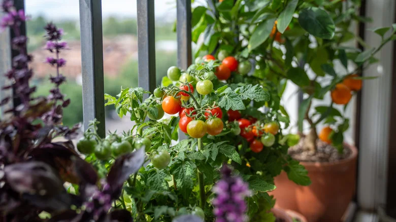 Set Your Tomato Plants Up For Success With This Clever Zip Tie Hack