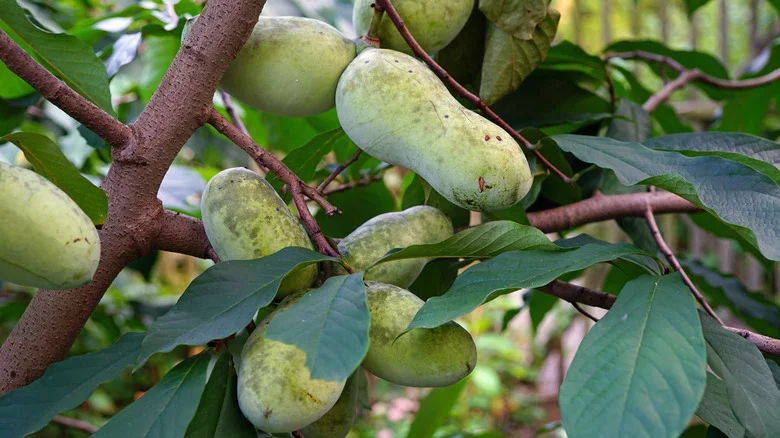 Seven Uncommon Fruit Trees You Can Grow In Your Garden, According To House Digest’s Orchardist