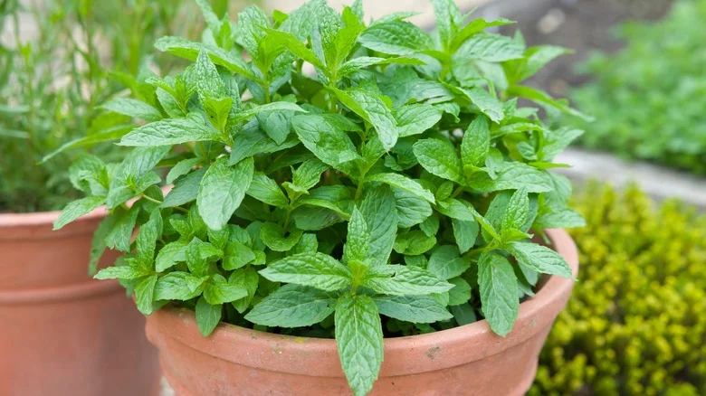 Shake Things Up For Spring With This Popular Gardening Trend