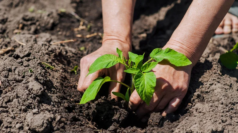 Should You Be Planting Tomatoes And Peppers Together In Your Garden?