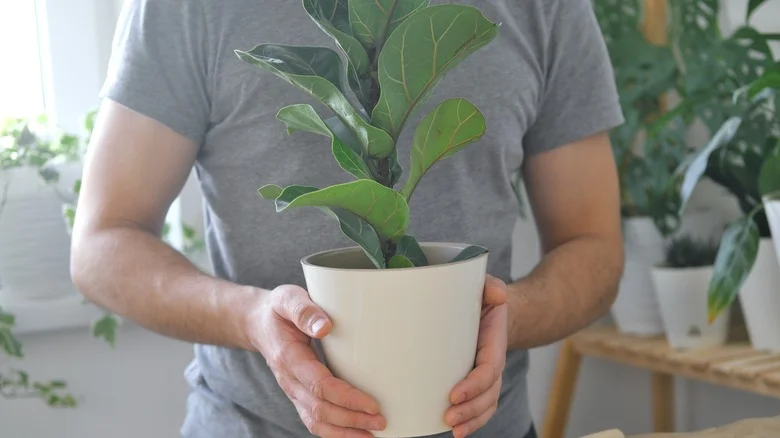 Should You Be Shaking Your Plants?