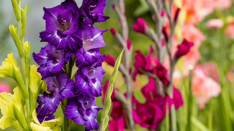 Should You Be Using Baking Soda On Gladiolus Flowers? What We Know