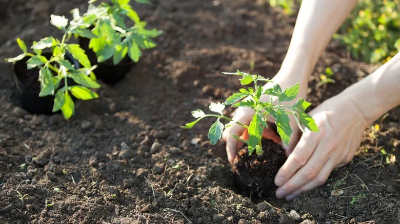 Should You Be Using Leftover Citrus Peels In Your Tomato Garden?
