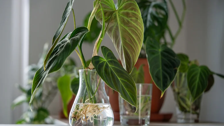 Should You Be Using Super Glue On Your Propagation Cuttings?