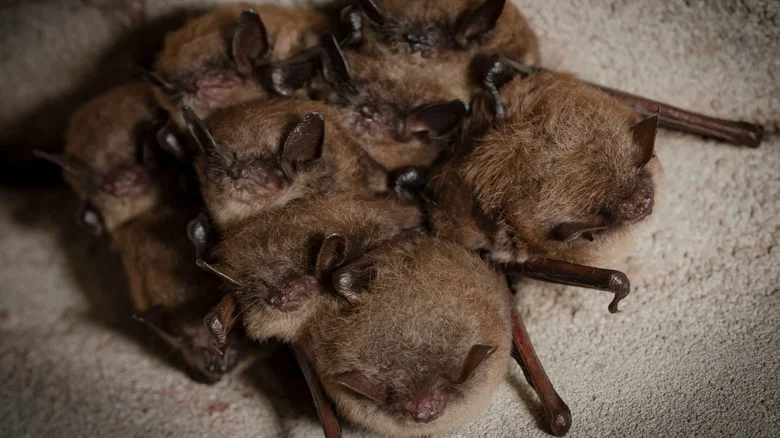 Should You Be Worried About Bats Damaging Your Garden?
