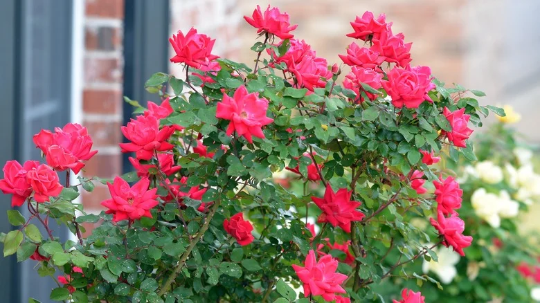 Should You Deadhead Your Knock Out Roses In Summer?