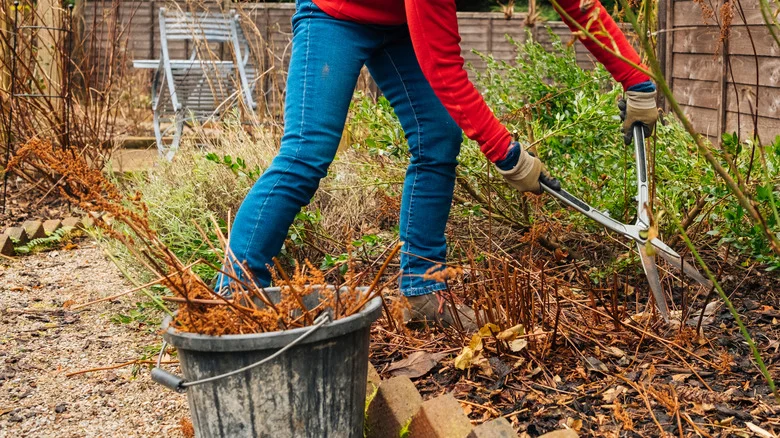 Should You Dig Up Dead Vegetables At The End Of The Season Or Wait Until Spring?
