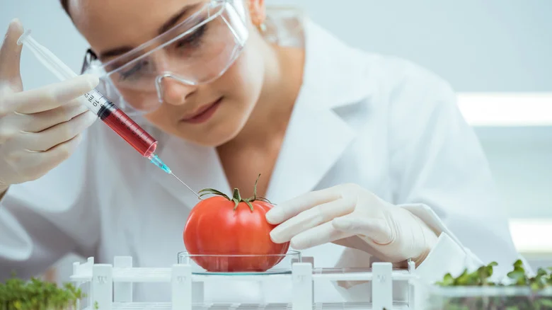 Should You Grow Genetically Modified Tomatoes In Your Garden?