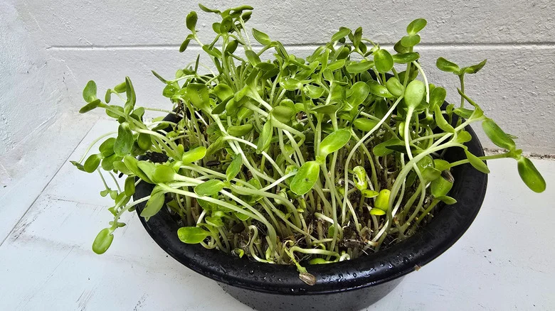 Should You Grow Sprouts In Your Garden? What You Should Know Before You Try