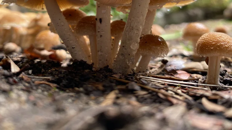 Should You Intentionally Grow Mushrooms In Your Yard? Here’s What To Know