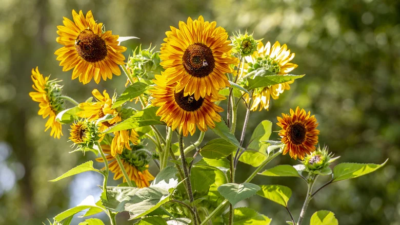 Should You Plant Sunflowers In Your Garden?