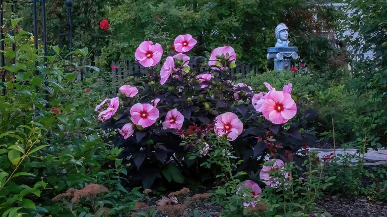 Should You Prune Hibiscus In The Fall? What We Recommend For A Healthy Plant