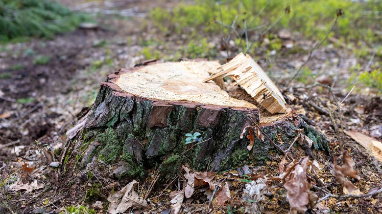 Should You Remove A Tree Stump Before It Rots? Here’s What We Know