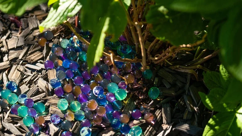 Should You Try TikTok’s Orbeez Hack In Your Garden?
